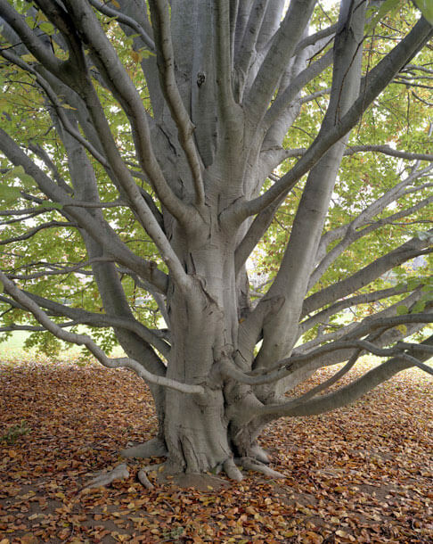 European Beech, Vassar College