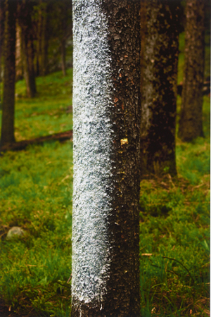 Tree Line (silver)