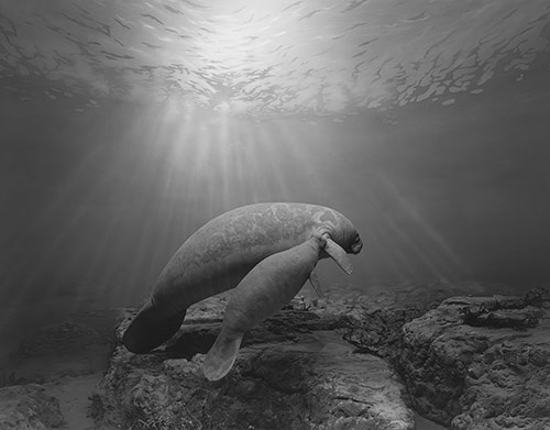 Manatee