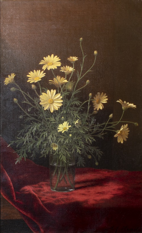 Golden Marguerites